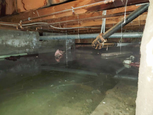 Best Carpet water damage restoration  in Greenville, VA